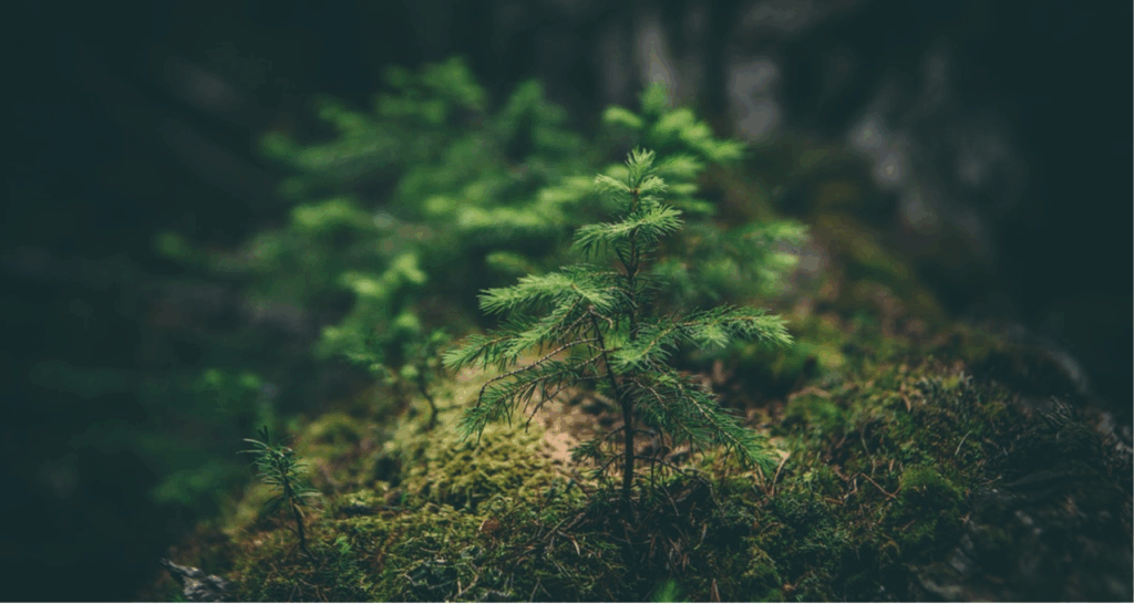 Permisos Ambientales en Guatemala