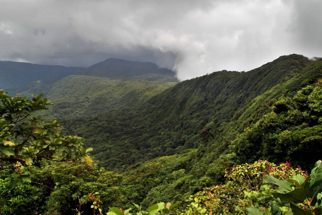 Decree published amending the Forestry Law for new payments for forestry services in Costa Rica